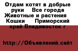 Отдам котят в добрые руки. - Все города Животные и растения » Кошки   . Приморский край,Владивосток г.